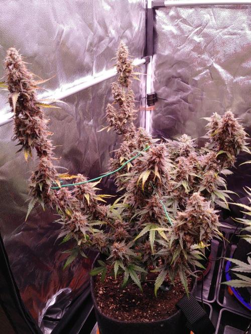 Northern Light Auto | Indoor | Grow #5. Week 9 - Front-left, After removing mould