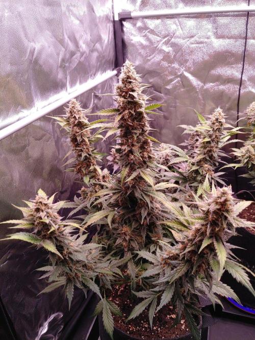 Northern Light Auto | Indoor | Grow #5. Week 9 - Front-right, After removing mould