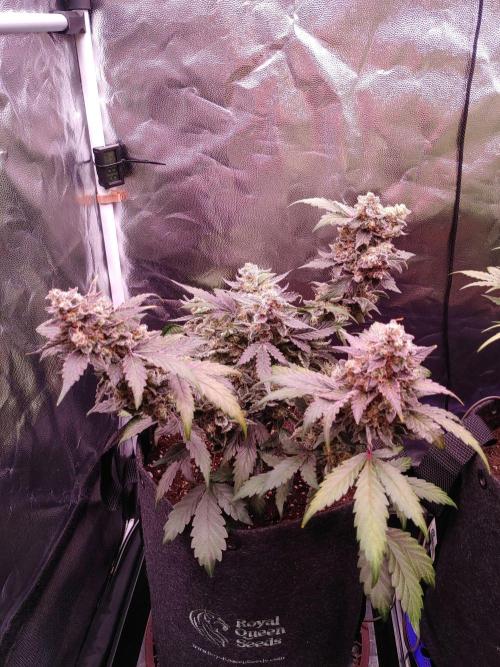 Northern Light Auto | Indoor | Grow #5. Week 9 - Rear-left, After removing mould