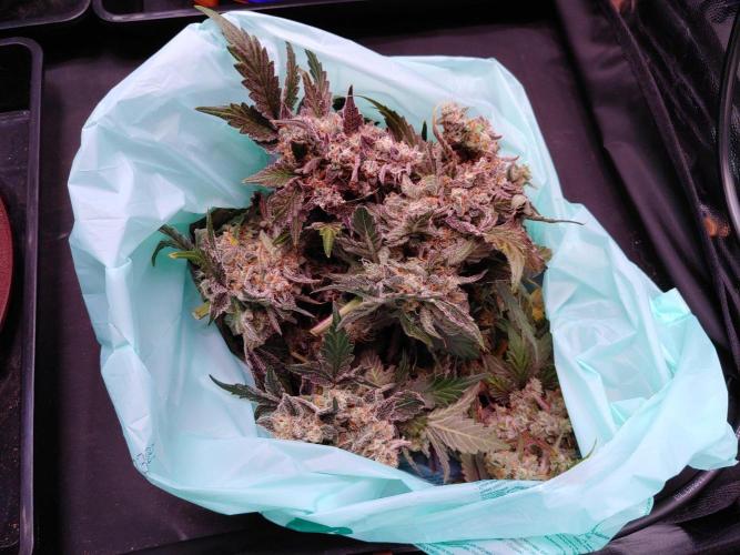 Northern Light Auto | Indoor | Grow #5. Week 9 - ~250gram (wet weight) discarded