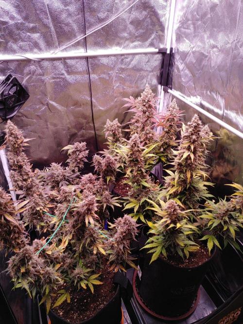 Northern Light Auto | Indoor | Grow #5. Week 10