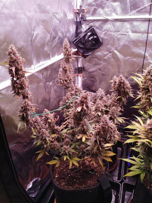 Northern Light Auto | Indoor | Grow #5. Week 10 - Front-left