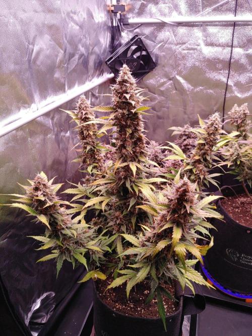 Northern Light Auto | Indoor | Grow #5. Week 10 - Front-right