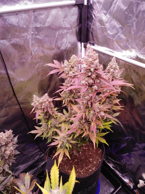 Northern Light Auto | Indoor | Grow #5. Week 10 - Rear-right