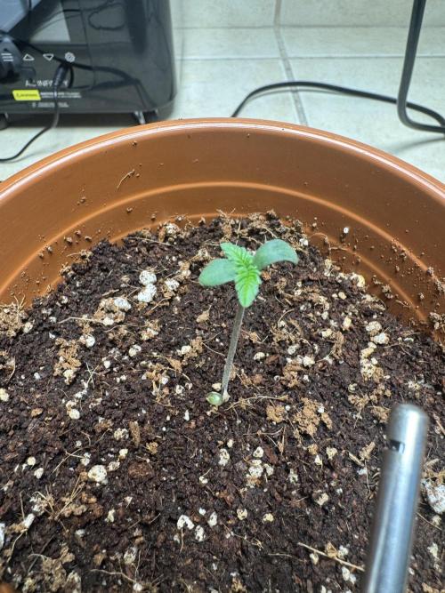 Red Hot Cookies. Week 0