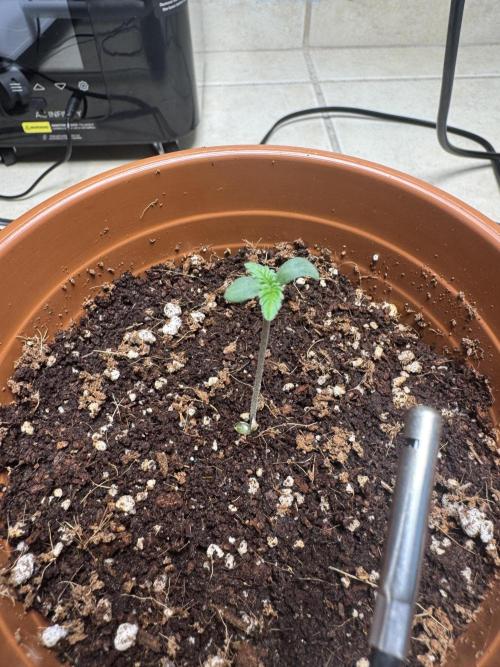 Red Hot Cookies. Week 0