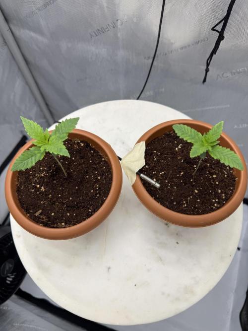 Red Hot Cookies. Week 0