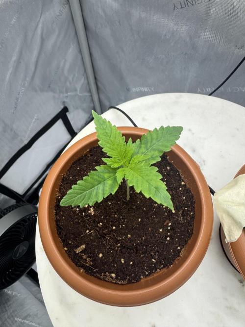 Red Hot Cookies. Week 0