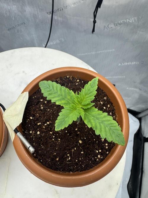 Red Hot Cookies. Week 0
