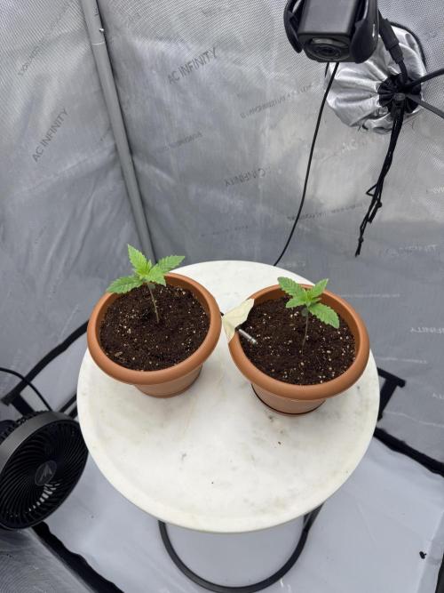 Red Hot Cookies. Week 0