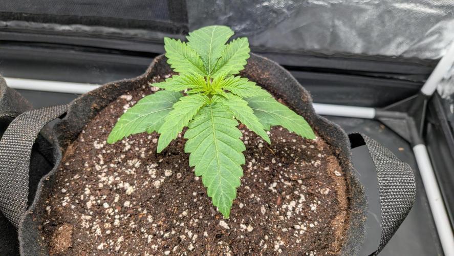 Searching for Taste 2.0. Week 1