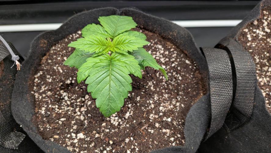 Searching for Taste 2.0. Week 1