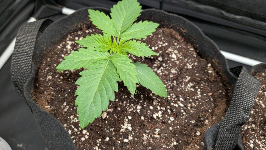 Searching for Taste 2.0. Week 1