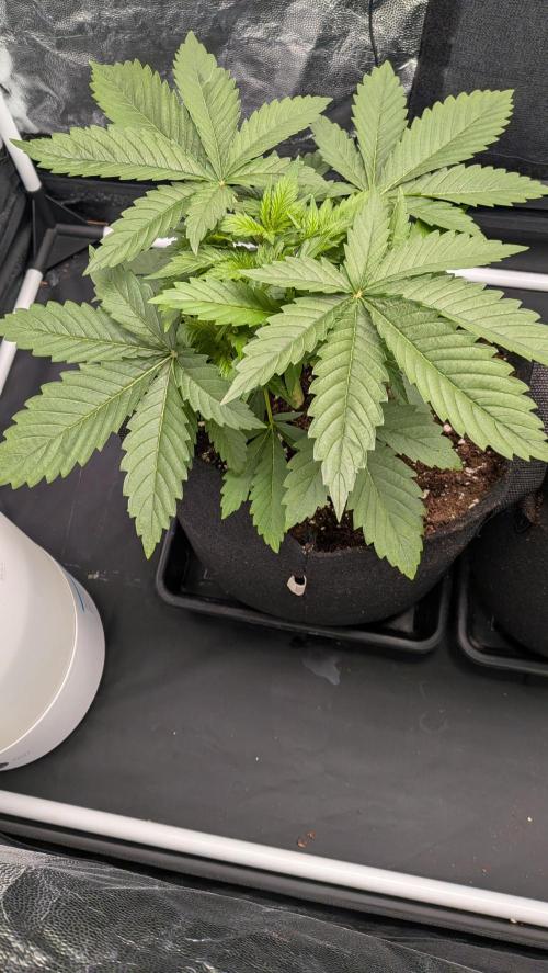 Searching for Taste 2.0. Week 2