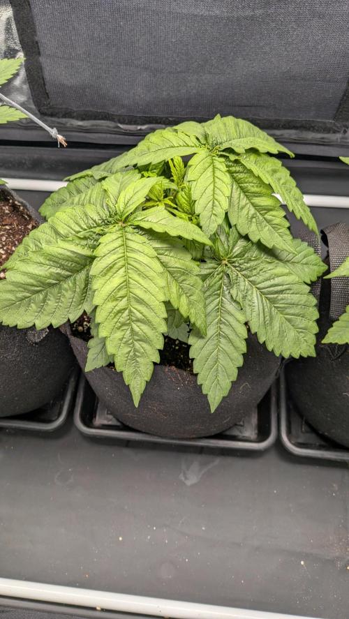 Searching for Taste 2.0. Week 2