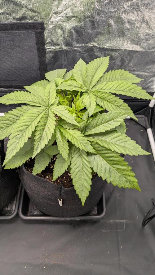 Searching for Taste 2.0. Week 2