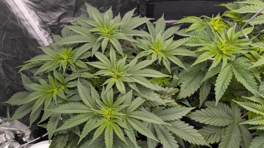 Searching for Taste 2.0. Week 4