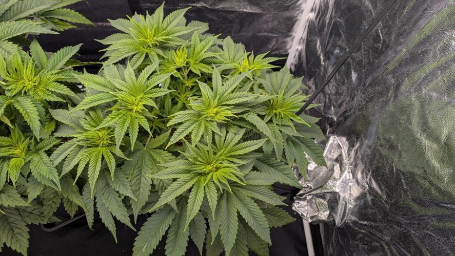 Searching for Taste 2.0. Week 4