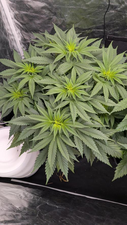 Searching for Taste 2.0. Week 5