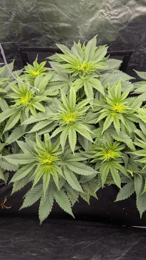 Searching for Taste 2.0. Week 5