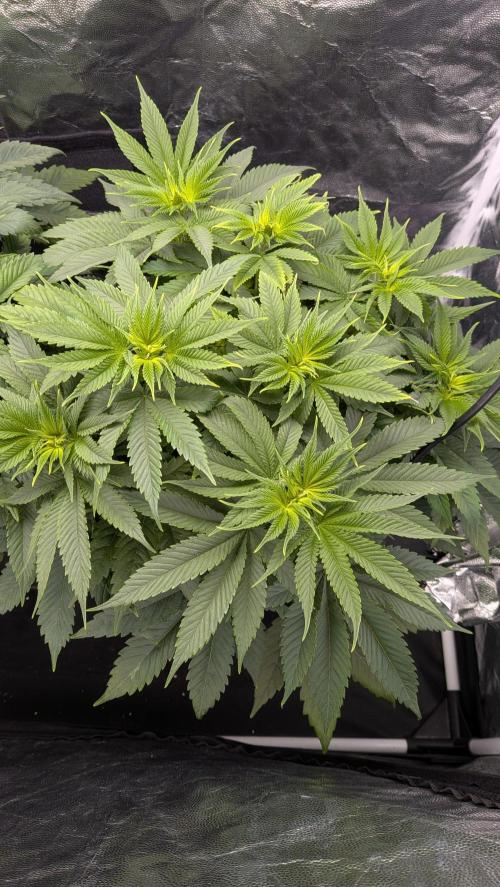 Searching for Taste 2.0. Week 5