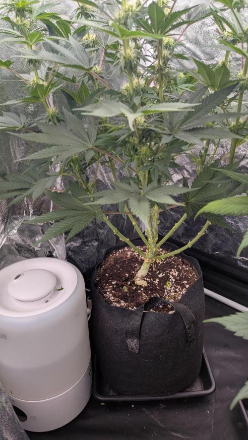 Searching for Taste 2.0. Week 8