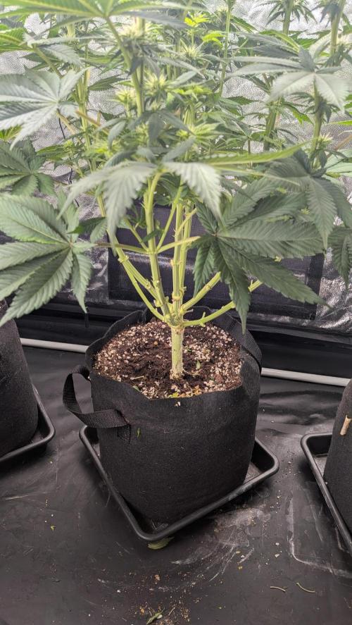 Searching for Taste 2.0. Week 8