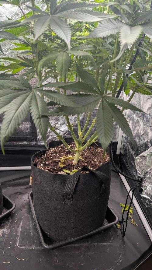 Searching for Taste 2.0. Week 8