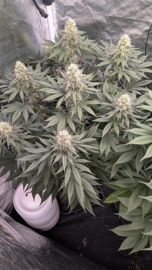 Searching for Taste 2.0. Week 9