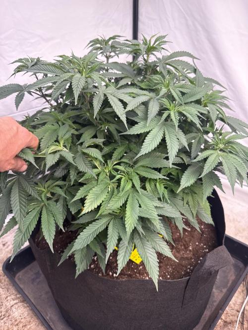 Papaya frosting 2026. Week 6