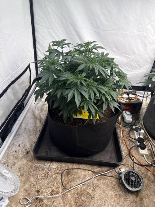 Papaya frosting 2026. Week 6