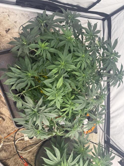 Papaya frosting 2026. Week 6 - Starting to get bigger 