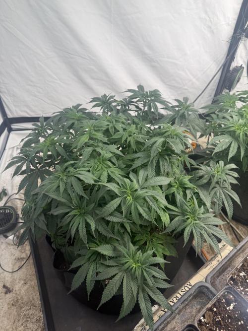 Papaya frosting 2026. Week 6