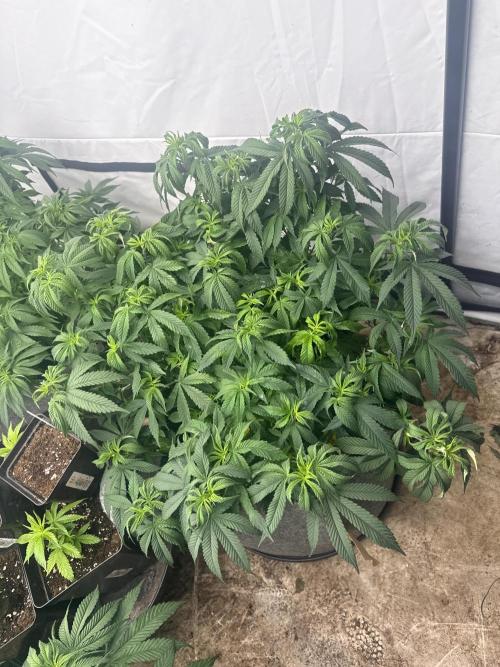 Papaya frosting 2026. Week 6