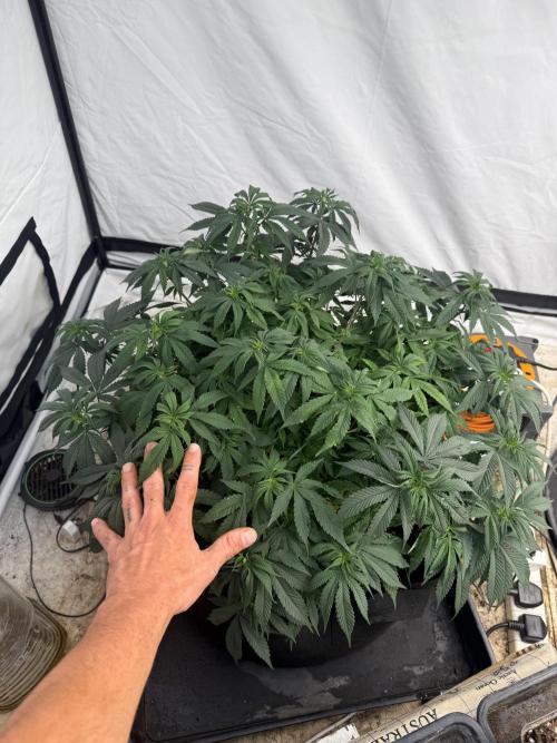 Papaya frosting 2026. Week 7 - 🖐️ ? I’m 