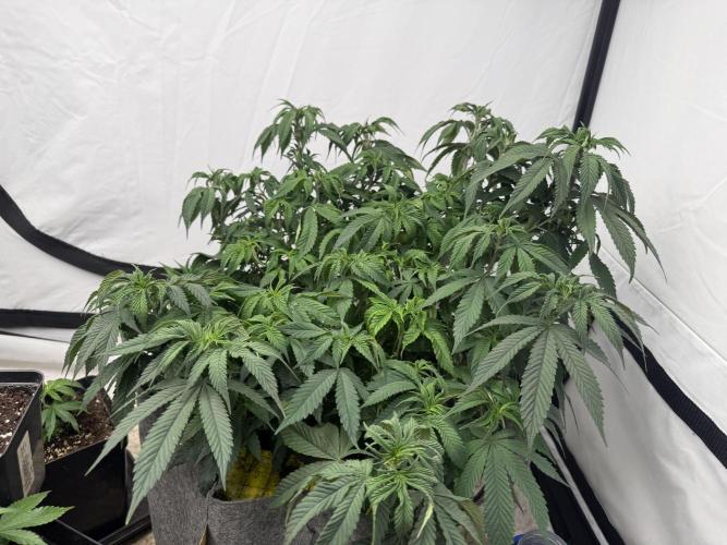 Papaya frosting 2026. Week 7
