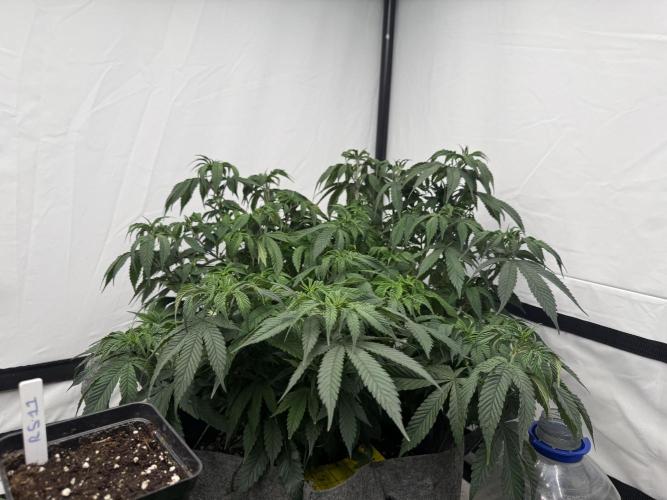 Papaya frosting 2026. Week 7