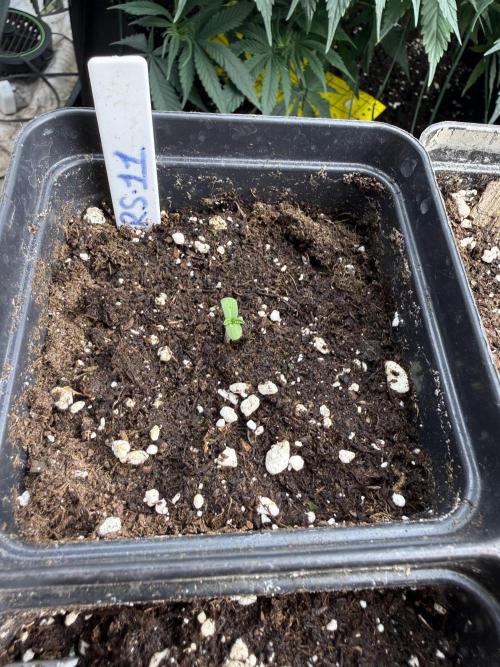 Rs11. Week 0 - 🌱