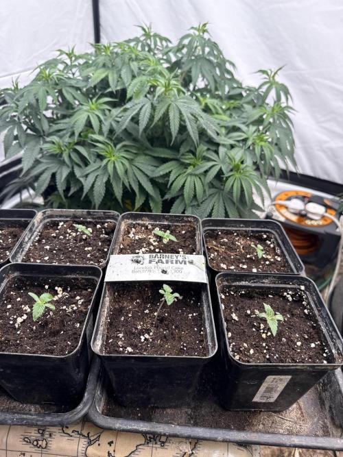 RS11 - F1 HYBRID. Week 1