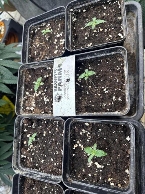 London pound cake. Week 1