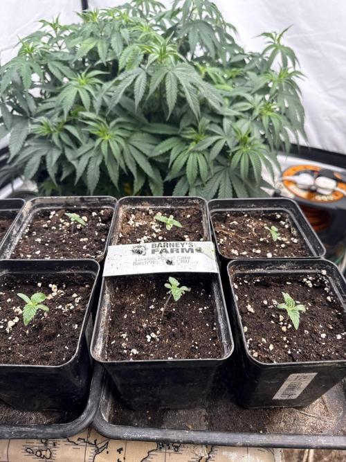 London pound cake. Week 1