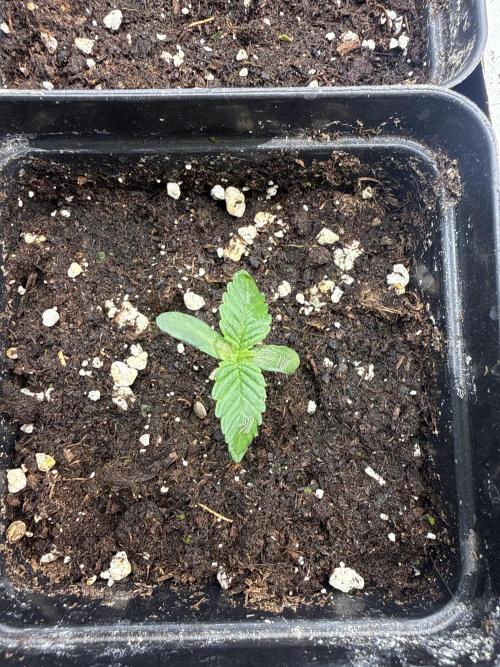 London pound cake. Week 1
