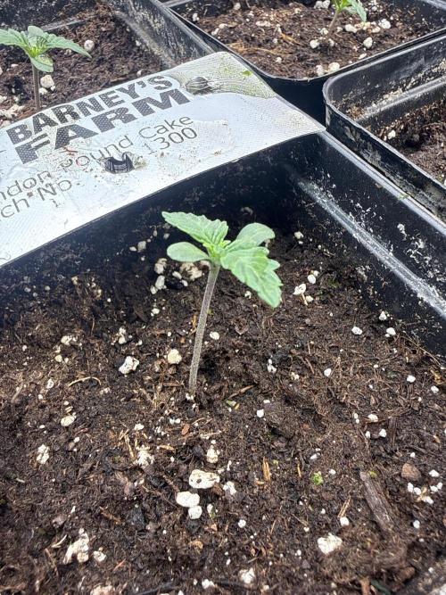London pound cake. Week 1