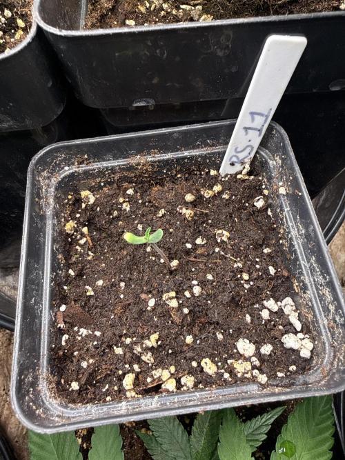 Rs11. Week 1