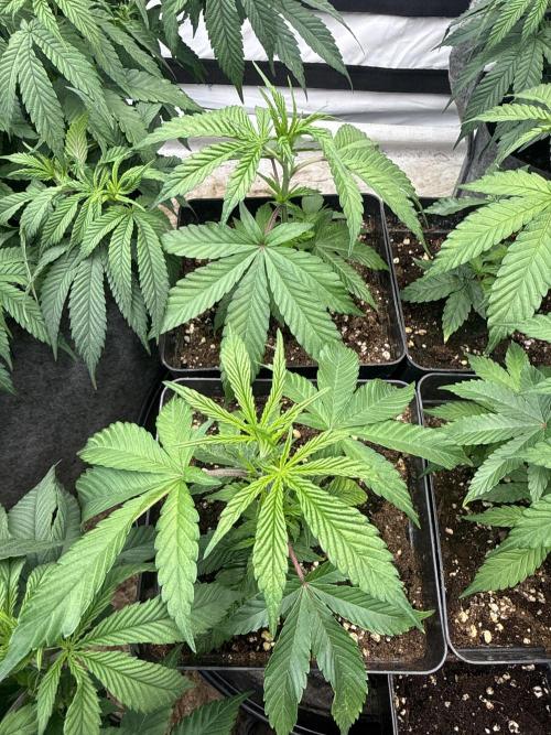 Papaya frosting cuttings. Week 2
