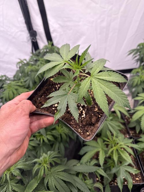 Papaya frosting cuttings. Week 2
