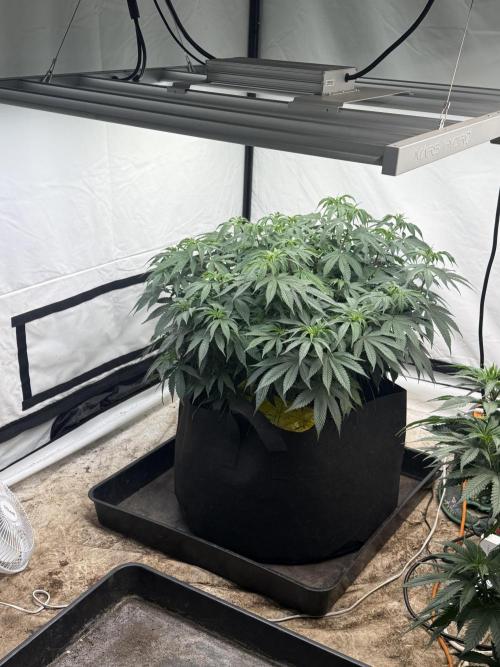 Papaya frosting 2026. Week 8