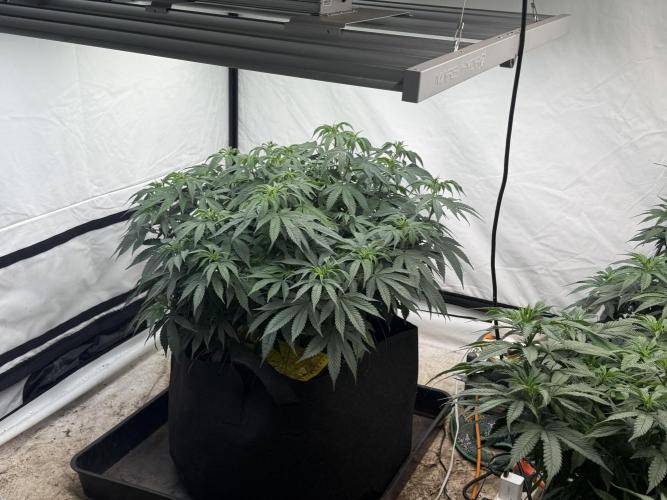 Papaya frosting 2026. Week 8