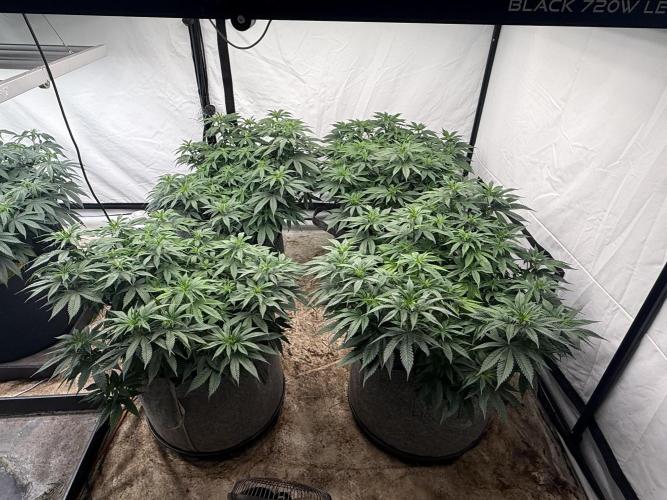 Papaya frosting 2026. Week 8