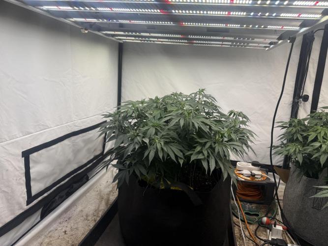 Papaya Frosting. Week 8